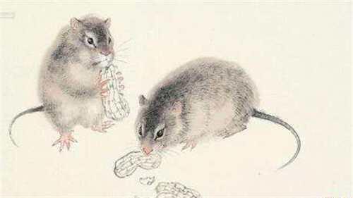 ▲“逢鼠必灾”，鼠年真的不吉利？看120年来鼠年发生的事，你就懂了