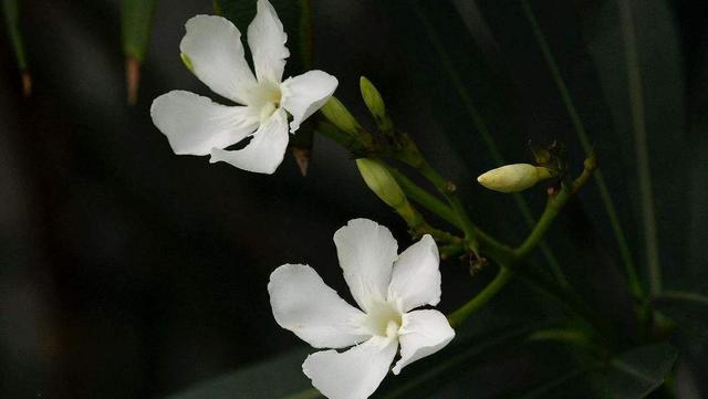 生肖|能赚会花的星座女，可以成为家庭的主心骨，让人有安全感