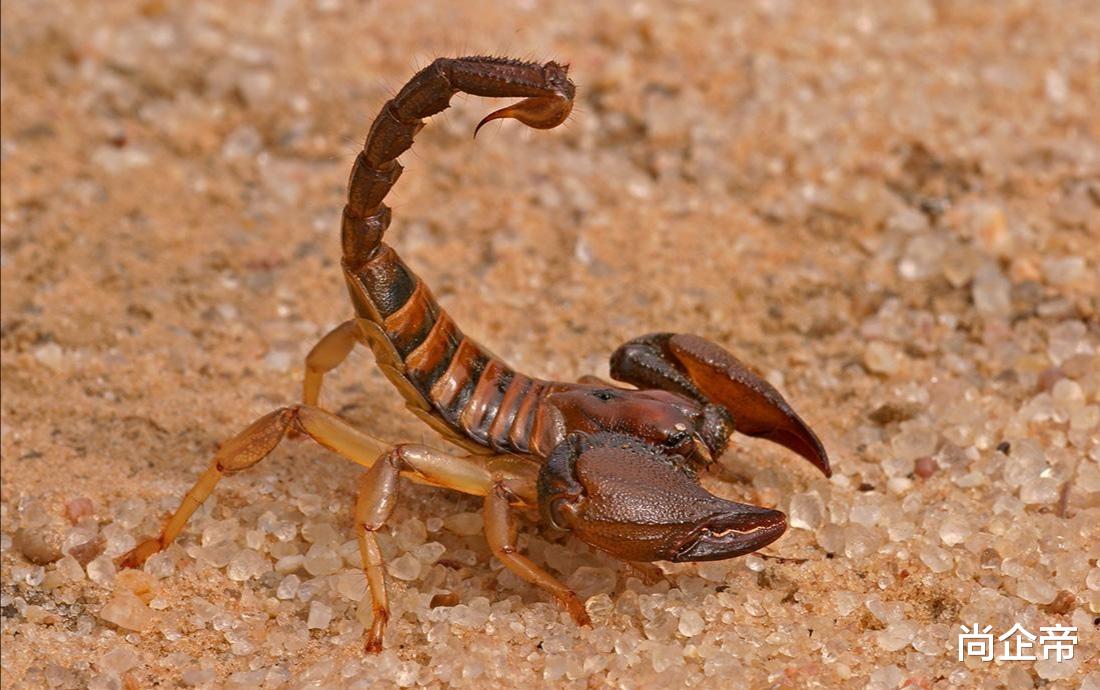 蝎子|“蝎子王，剧毒！这几种蝎子见了要躲开”