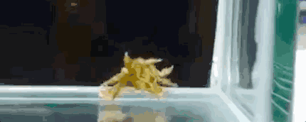 海葵|是共生还是奴役？拳击蟹抓着海葵生活，海葵吃不饱，还被撕成两半