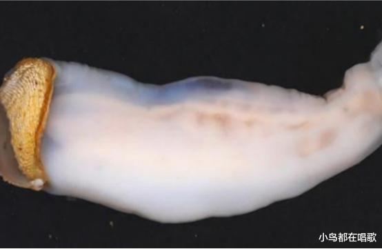 科学家|新物种！菲律宾发现吃石头的“虫子”，专家；可能威胁人类安全