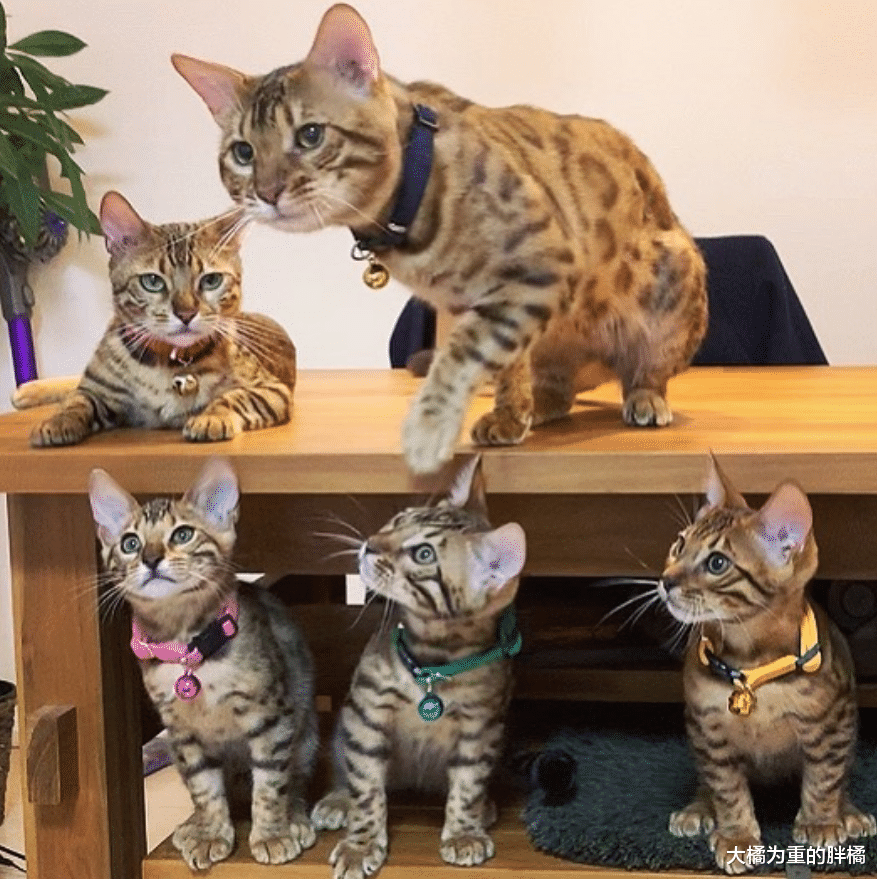 孟加拉猫养了个“小老公”，陪它长大还为它生3只小猫，喵生赢家