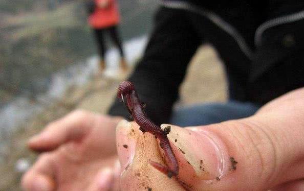 「」钓鱼忘没带饵，泥土挖它当鱼饵，结果可能很意外