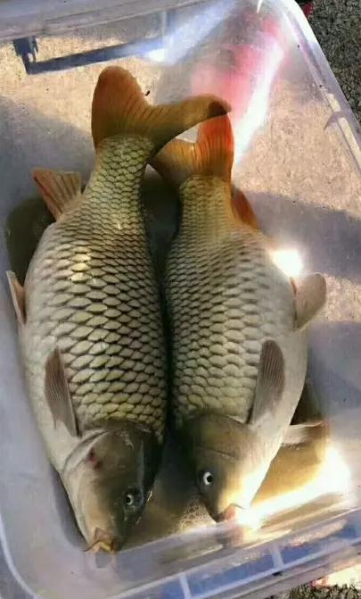 【钱塘江】别迷茫了，夏天钓鱼就用这些饵料，保证下竿就上鱼，半天就爆护！