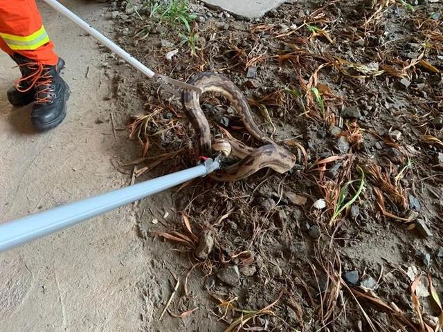 天天读报会|杭州市中心公厕边，出现两条蟒蛇！消防员紧急出动