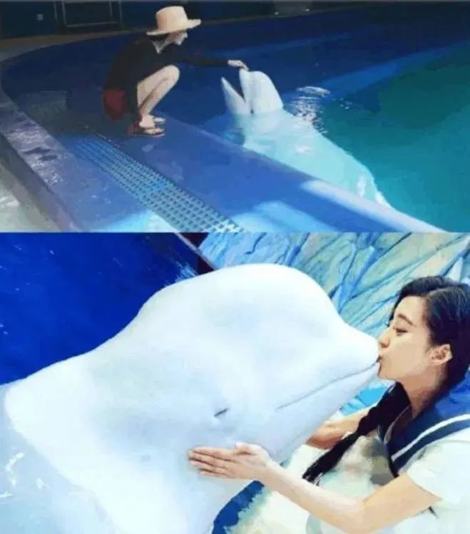 张馨予|被张馨予模仿那么多回，范冰冰终于开始模仿张馨予了？