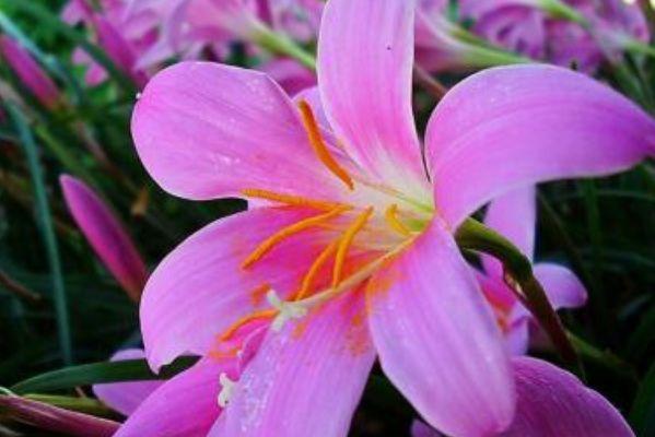 生肖|你前段时间是否特别倒霉？未来10天开始转运的4大生肖，喜从天降