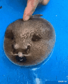 中国火星探测器|“有哪些长期被当成灵异事件，最终被科学解释的事件？”以为是吸血鬼，结果...