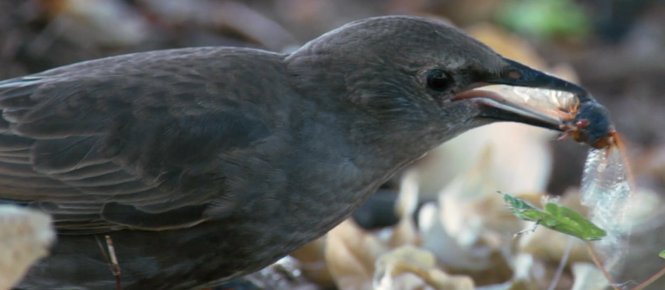生命周期|十七年蝉,竟然用自己的生命周期,控制着天敌鸟类的数量