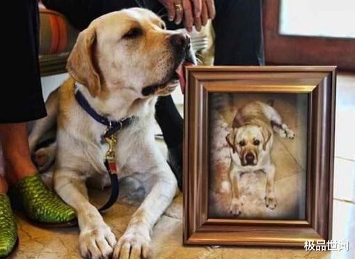 「」世界上身价最高的动物，外貌普通，价格令人咋舌