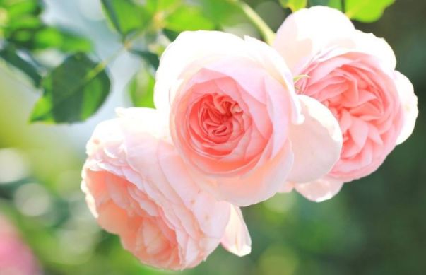 「十二星座」分手后不再联系,分得特别彻底的三大生肖女,一旦分手就是一辈子