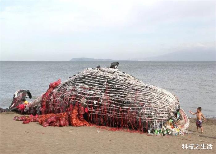 鲸鱼■鲸鱼拼命上岸,科学家解剖尸体后,真相令在场的人汗颜!