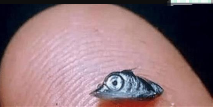 [旗鱼]地球上大小差异最大的动物，出生时还没一粒米大，长大后却能把人压倒！