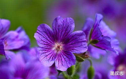 「生肖」6月28号,贵人助力的3生肖,财神开路,喜事连连,赚大钱