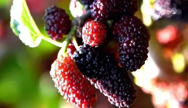 #桑葚#酿酒知识桑葚泡酒:你意想不到的效果