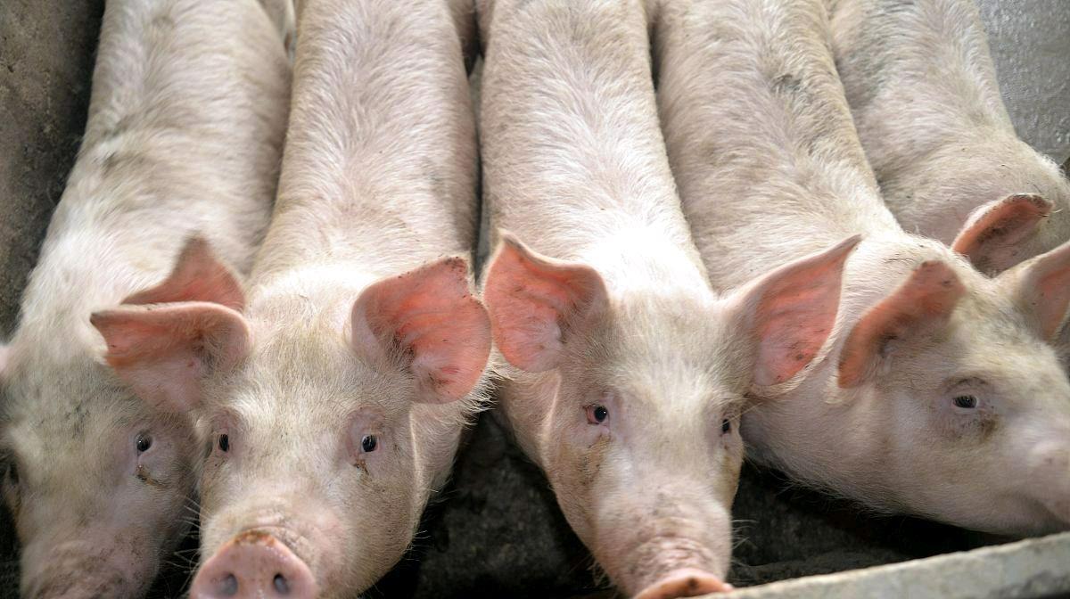 「生猪价格」5月10日：猪价呈现“一片绿”，在5月10号过后，猪价会到多少钱