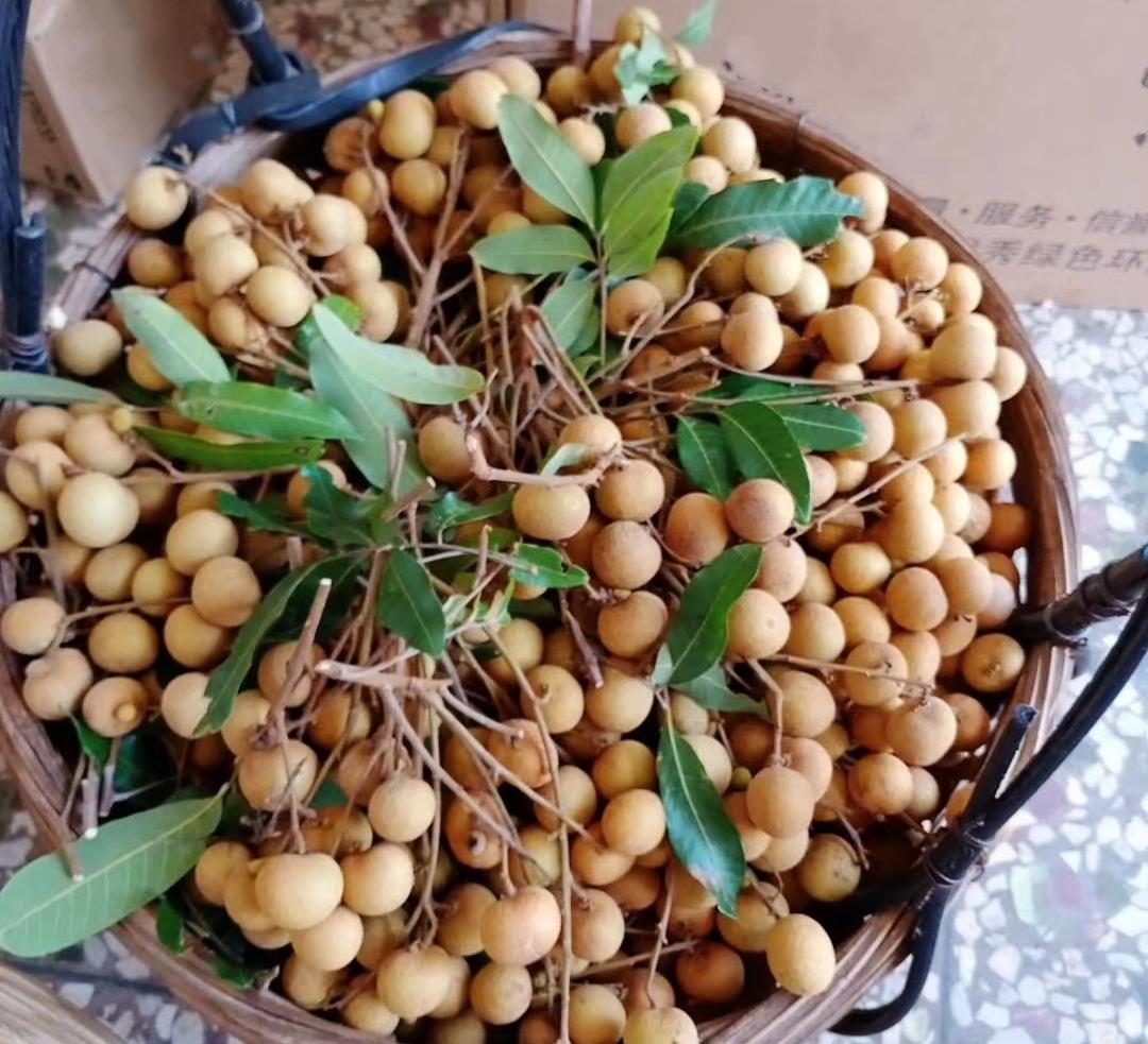 龙眼|7月,碰到此水果别手软,我一买就是20斤,晒干放一年也不坏