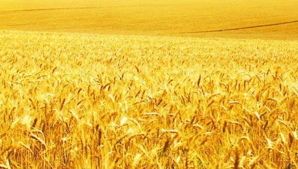 黄金价格 玉米价格2860元/吨能否守得住？未必！为何？玉米变现意愿增强！