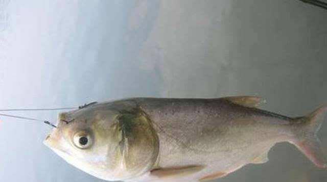 @夏季钓鲢鳙时，能做到这3点想不爆护都难，老钓友：下竿就有鱼