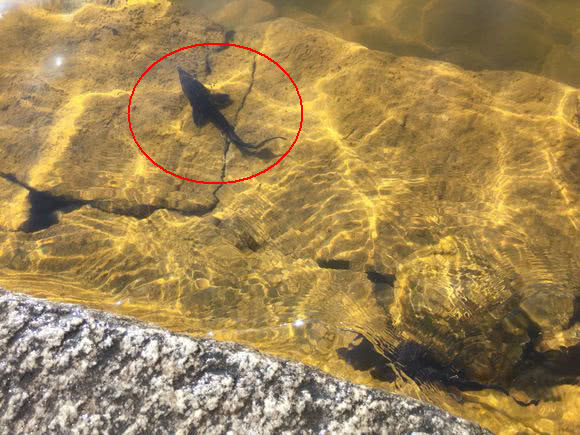 |洪水中大量鲟鱼靠岸，各地频繁有人钓获，是中华鲟吗？