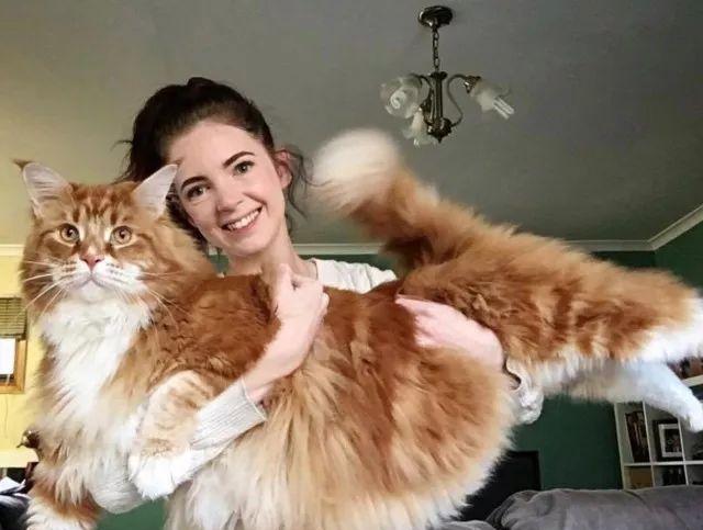 当大体型缅因猫遇上橘猫的基因，巨型“橘猪”没错了