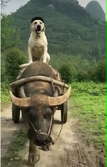 “奇葩”遛弯方式爆火，骑着水牛超拉风，拉布拉多牛