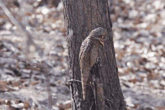 |世界上最“辛酸”的鸟，一出生就伪装成“树”，一装就是一辈子