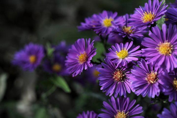 种植帮 象征着藏族文化的花朵—格桑花，寄托了藏族人民的美好情感