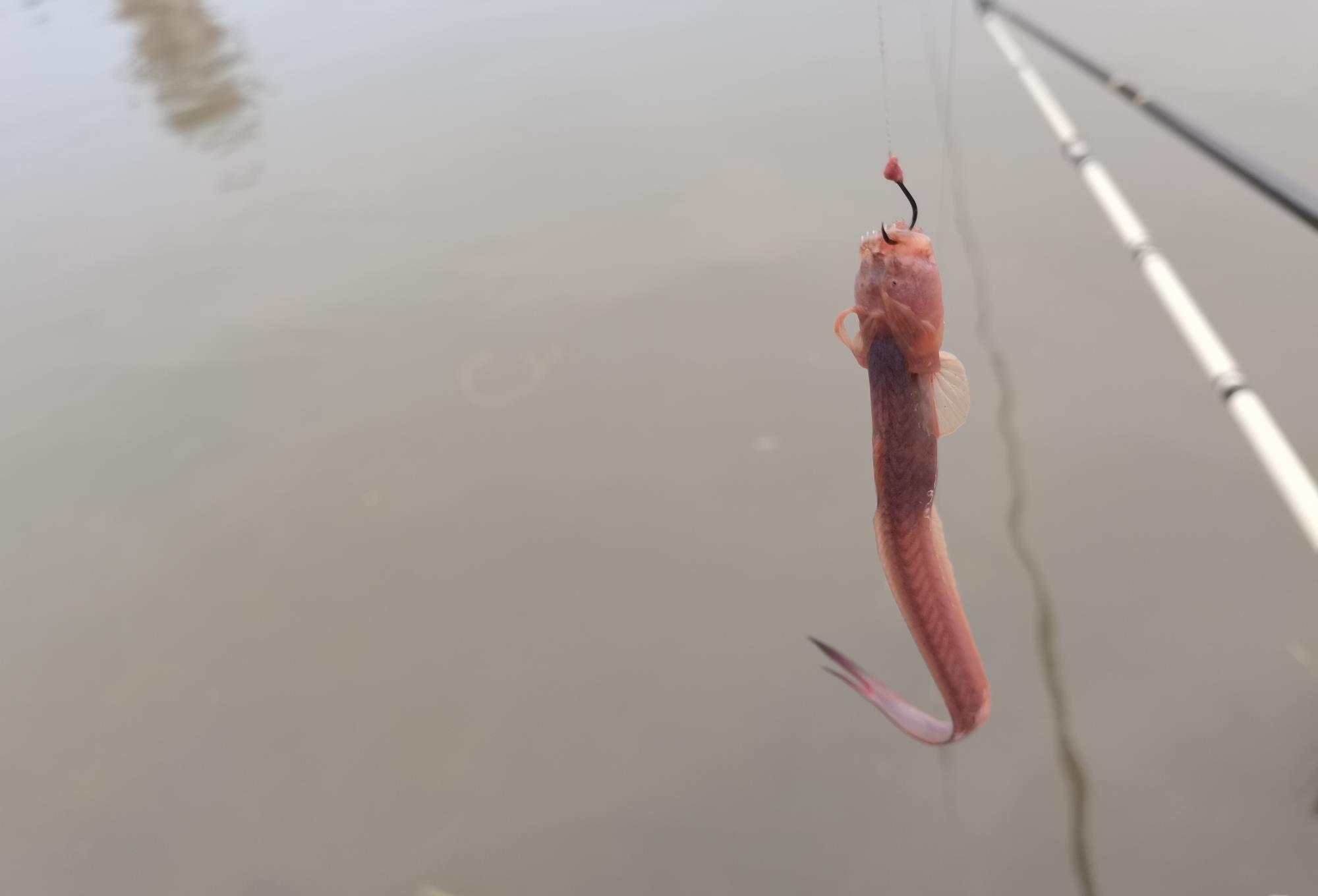 []钓条不认识的鱼，像鱼又像泥鳅，满嘴钢牙，你认识吗？