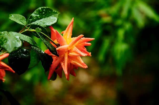 「生肖」6月开始财神眷顾，财运水涨船高，好运接二连三的生肖