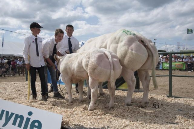 『』为了吃它的肉，人类干预自然繁育，比利时蓝牛越强壮也越受罪