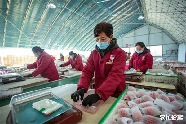 交易 产地价格大跌，收购价10元/斤，农民着急出货，消费者：吃不起