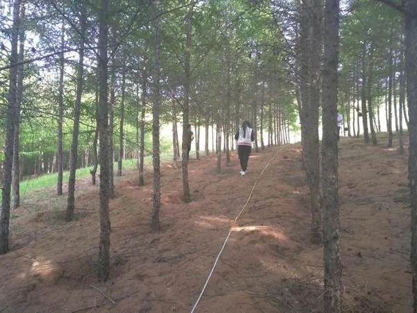 ＂原＂河南交通广播|司法拍卖林地，小伙花7万给法院结果“查无此地”