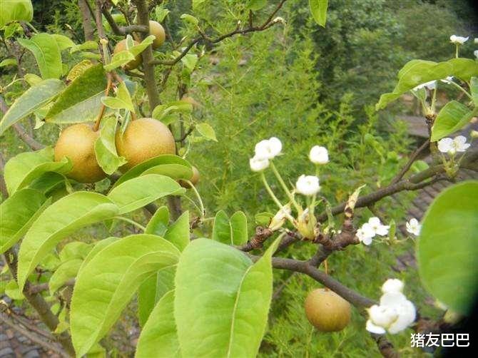 猪友巴巴|七月枣，八月梨！入秋后，梨树“逆生长”，咋就开花了？答案来了