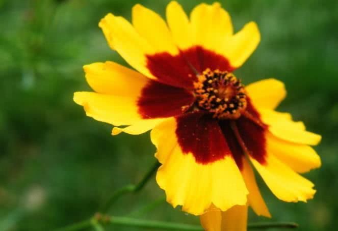 旧爱|10月开始，财星助力，财运亨通，事业节节高升的四大生肖