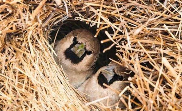 |世界上最大的鸟窝，却无一人敢掏，当地人称：掏了就出人命