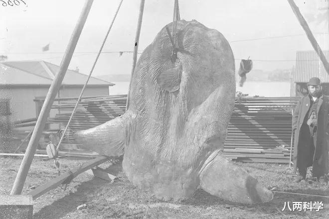 翻车鱼|科学家首次发现巨型翻车鱼幼鱼,但体型极小,只有2毫米长!