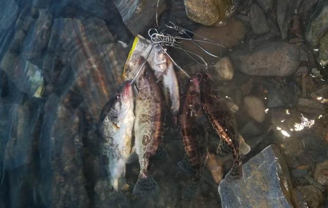 「鲫鱼」汉江巨物横行，你们偏偏不信，这是朋友刚刚钓获的