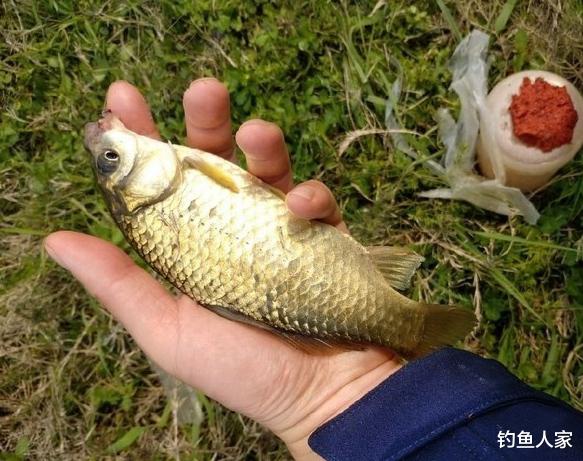 ##饮用水沟渠钓鱼，长竿短线诱钓鲫鱼，钓获19条金黄色鲫鱼