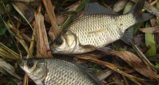 鲫鱼|鲫鱼吃钩的“顿口、黑漂、送漂”，到底是怎么形成的？