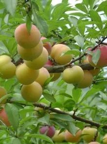 最高人民法院|满山李子无人管？原来是因为……