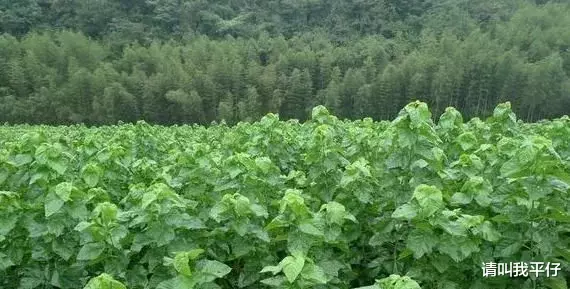 【营养膳食】用桑叶泡水喝,身体会发生这3个变化,让人喜出望外,建议收藏!