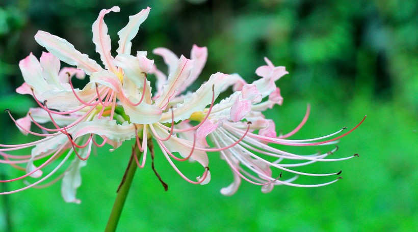 [生肖]7月，天喜星入宫姻缘归位，将邂逅平生挚爱，良缘可成的四大生肖