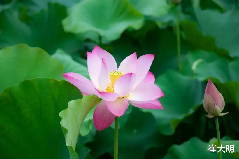 [生肖]未来一周，四大生肖桃花绽放，喜鹊搭桥，遇见良缘，携手幸福到老