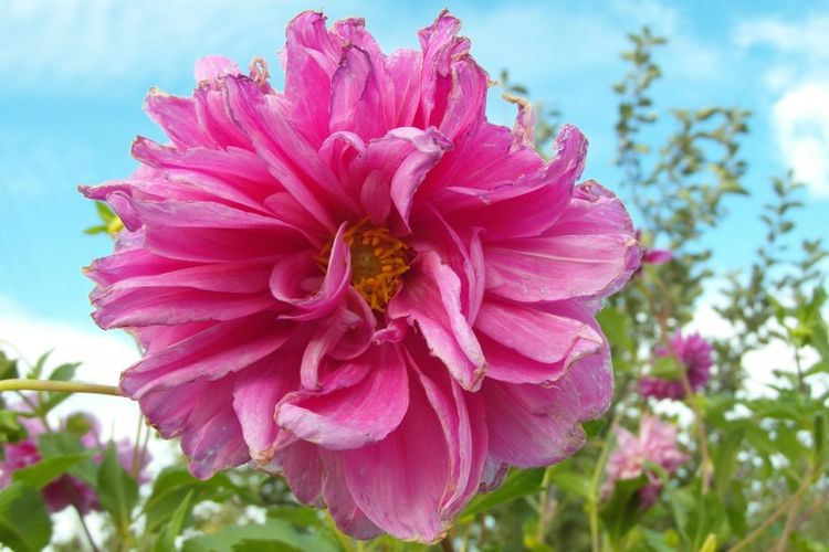 生肖|9月桃花高峰期,月老相助,这四大生肖能邂逅真爱!