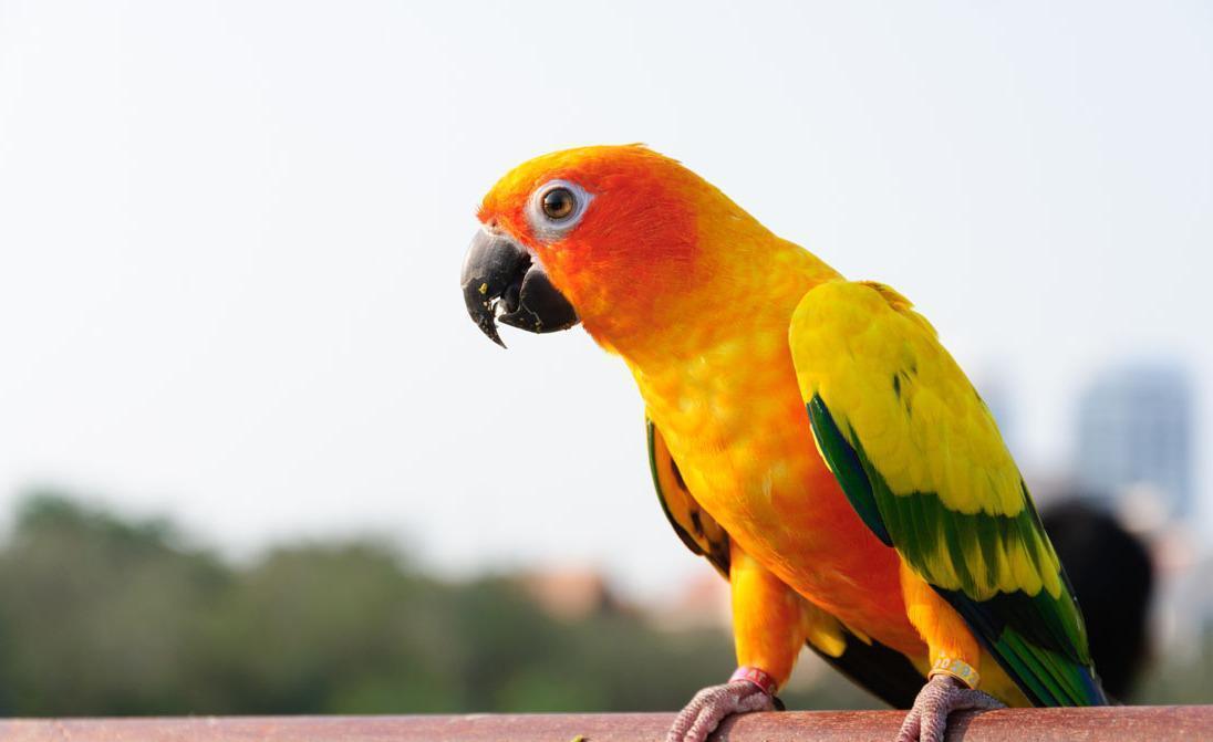 #狮子座#十二星座各自代表什么动物?双子座叫声好听,狮子座萌萌哒