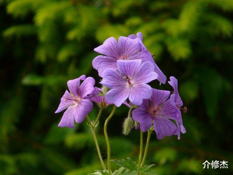 金牛座|9月份，桃花运爆棚，月老前来送姻缘，一生一世一双人的4大星座