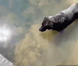 怕主银不够吃，主动加餐的汪汪