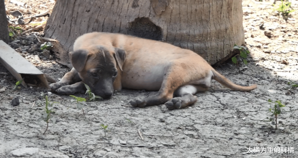 小狗与5只小猫住在婆婆家，却不受大橘猫待见，它反倒最先被带走