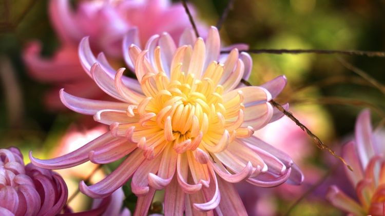 双子座|下半年期间不得了！好运滚滚而来，必定发大财的四大生肖